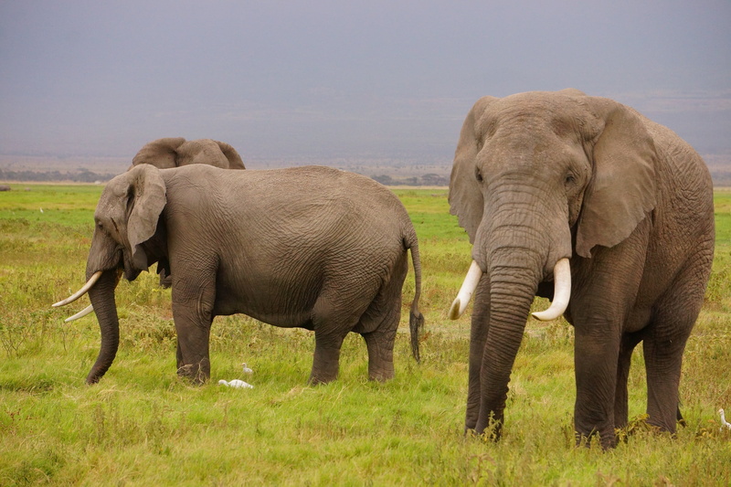 reserve, three, african elephant, animals in the wild, group of animals, outdoors, wild elephants, animal family, tusks, male, standing, portrait, elephant