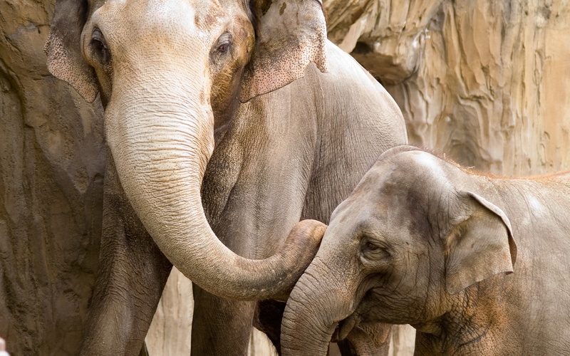 nature, 720P, animals, wildlife, elephant