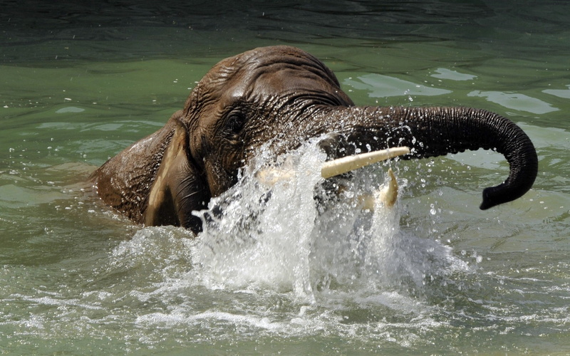 nature, large, africa, black, animal themes, animals In The Wild, 2K, animal wildlife, sea, mammal, waterfront, motion, water, vertebrate, marine, one animal
