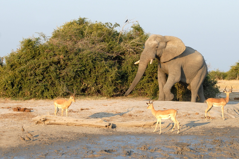 sunlight, safari animals, sand, Water Hole, plant, mammal, walking, no people, land, 2K, vertebrate, animal, Elephant, Botswana, herd, climate, nature