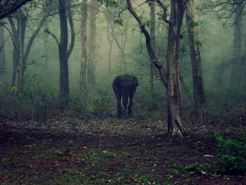 india, landscape, safari, tree, 2K, animal, plant, wildlife, no people, nature, national park, vertebrate, morning, animals In The Wild, herbivorous, animal wildlife