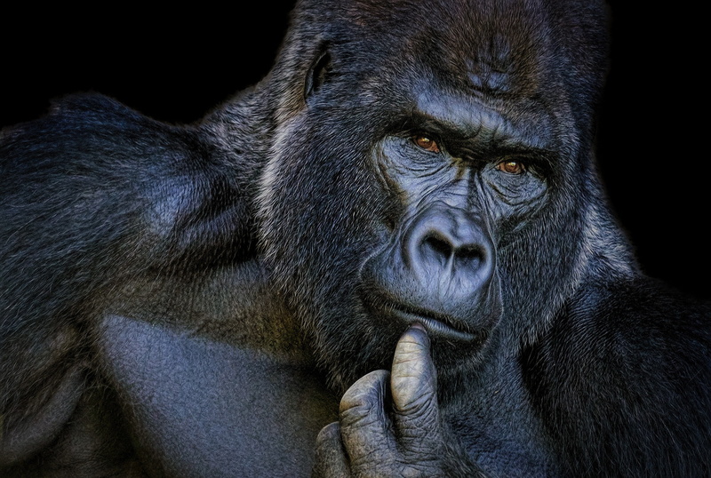 portrait, gorilla, brooding, 1080P