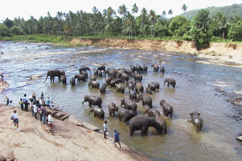 day, zoology, environment, elephants, water, vertebrate, group of animals, animal wildlife, mammal, tree, wild, wilderness, animal, animals in the wild