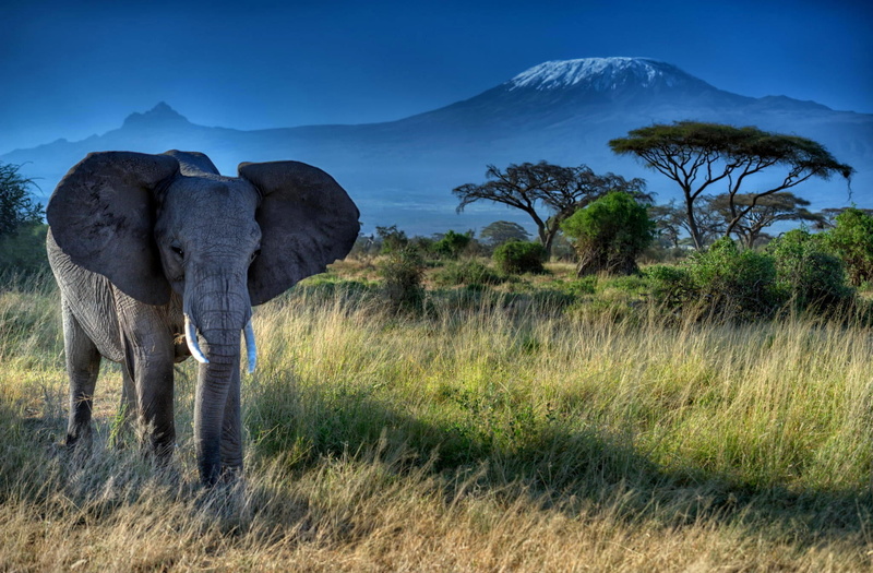 safari, grass, sky, animals in the wild, herbivorous, mammal, gray, animal themes, plant, trees, outdoors, nature, mountain, landscape, environment, Africa