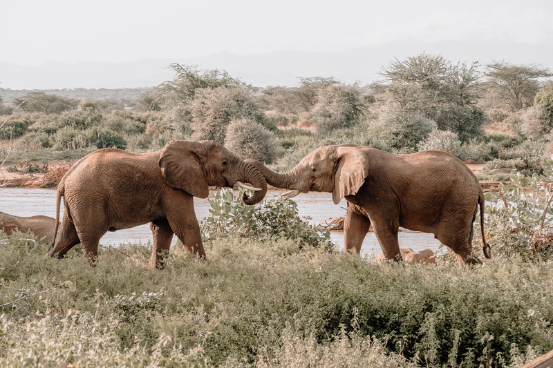 vegetation, daytime, group of animals, sky, animal trunk, mammal, day, tree, animal family, elephant, animals in the wild, elephants, animal themes, two animals