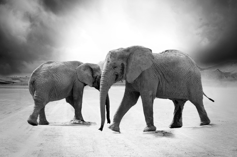 ivory, 4K, side view, african elephant, africa, group of animals, animal body part, safari, animal wildlife, animal family, animal, no people, elephants