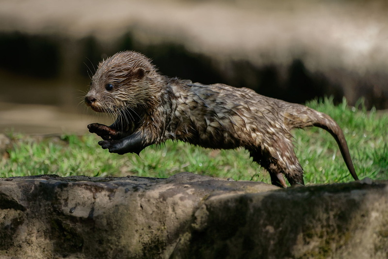 Baby Animal, 1080P, Otter, Animal, Wildlife