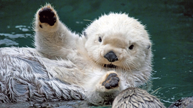 sea, baby, animal, 1080P, otter, water, animals