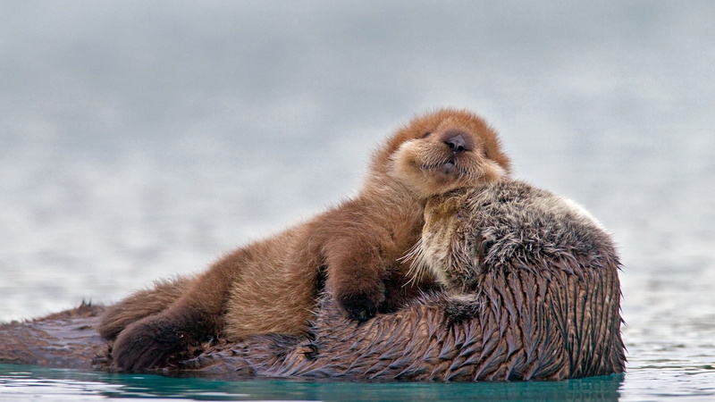full length, one animal, water, 1080P, Otter, young animal, no people, sea, animal themes, nature, vertebrate, portrait, day, outdoors, Wildlife, Animal