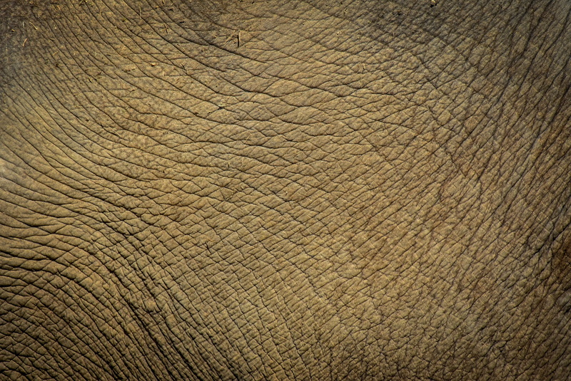 animal themes, vertebrate, animal skin, rough, wildlife, one animal, full frame, backgrounds, zoo, animals in the wild, mammal, textured effect, textured