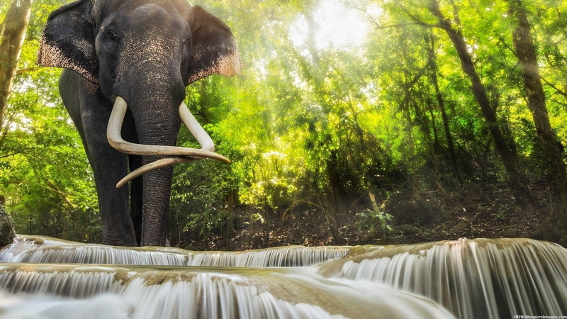 elephant, 1080P, mammal, land, tree, black, no people, day, vertebrate, herbivorous, animal trunk, flowing water, waterfall, animals in the wild, plant
