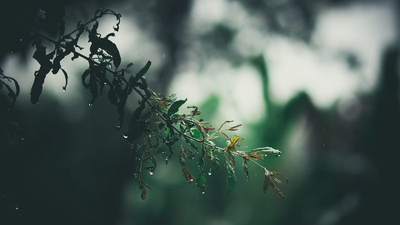 plant, drops, leaf, tranquility, focus on foreground, tree, nepal, raindrop, kathmandu, mansoon, wet, nature, 2K, branch, drop, growth, dew, selective focus