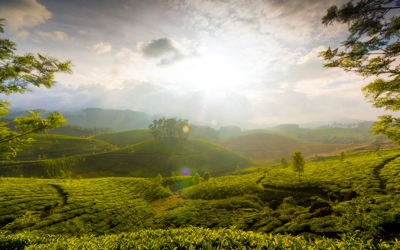 Tea gardens, Hills, 2K, Munnar