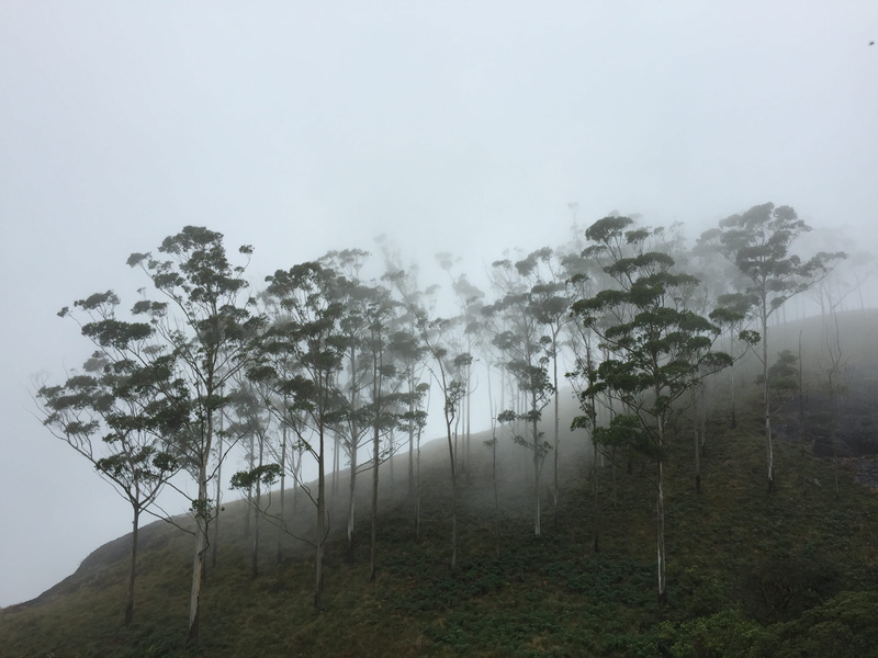 landscape, hills, scenics - nature, tranquility, land, growth, nature, environment, munnar, non-urban scene, tree, fog, india, hazy, tranquil scene, no people