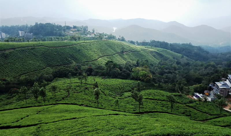 landscape, 4K, field, outdoors, tea crop, india, tourism, no people, mountain, tranquil scene, fog, farm, crop, tranquility, kerala, munnar, scenics - nature