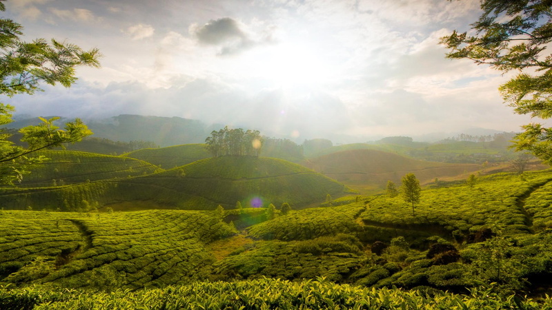 sunlight, munnar, 1080P, tea, 3d and abstract, farms, tress, fields, hills