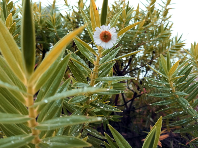 close-up, freshness, suryanelli, tain drop, munnar, white, rain drops, pine tree, hills, flowering plant, outdoors, no people, day, plant, growth, nature