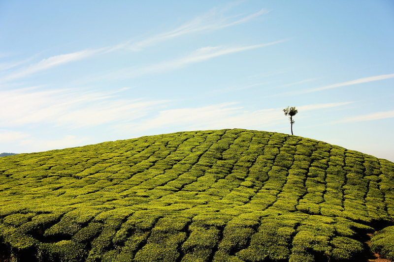 tea crop, hill, outdoors, land, scenics, tree, photos, beauty in nature, vineyard, India, day, agriculture, non-Urban Scene, no people, summer, tranquility