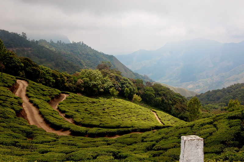 tree, cloud - sky, ghats, tea crop, agriculture, environment, asia, tranquility, nature, tropical tree, hill, no people, lush foliage, land, sky, landscape