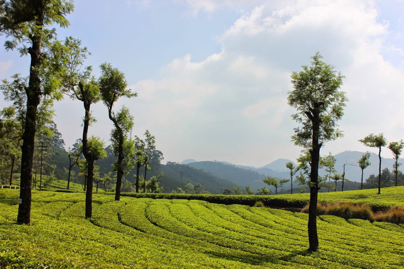 day, rural scene, kerala, plant, no people, beauty in nature, india, tree, land, plantation, tranquil scene, tea plantation, sky, farm, munnar, tranquility