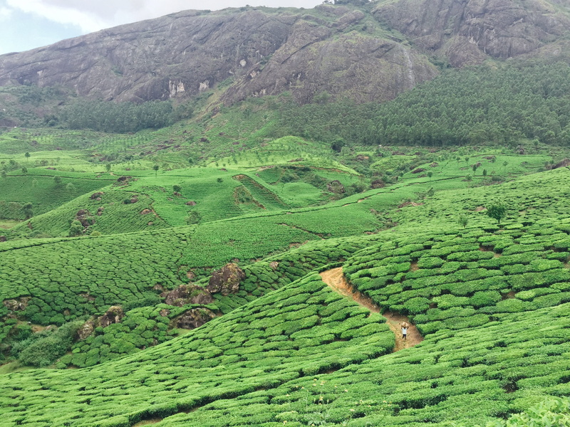 beauty in nature, outdoors, tranquility, land, tea plantation, agriculture, scenics - nature, tea crop, rolling landscape, foliage, environment, hills