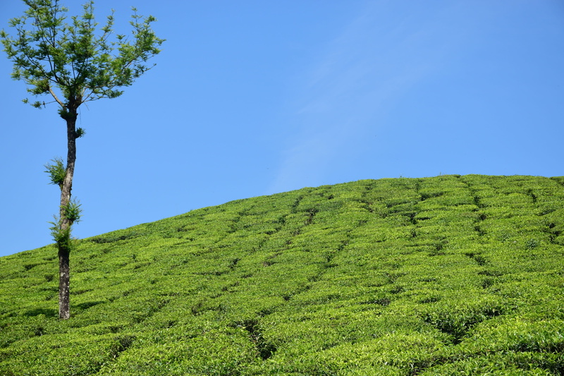 4K, india, summer, munnar, hill, non-Urban Scene, nature, Tea Plantation, sky, green Color, scenics, outdoors, plant, land, blue, growth, landscape, Tea Estate