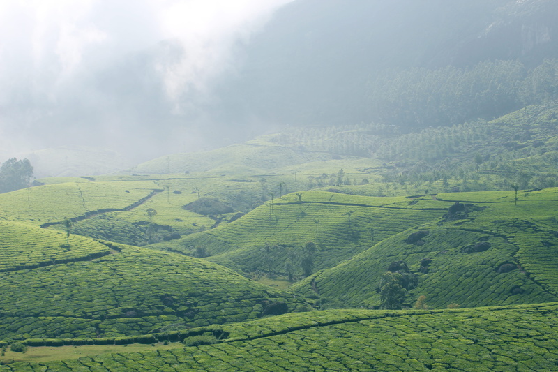day, nature, tranquility, growth, tea, environment, agriculture, scenics - nature, earth and nature, plantation, 5K, no people, green color, nature and peace