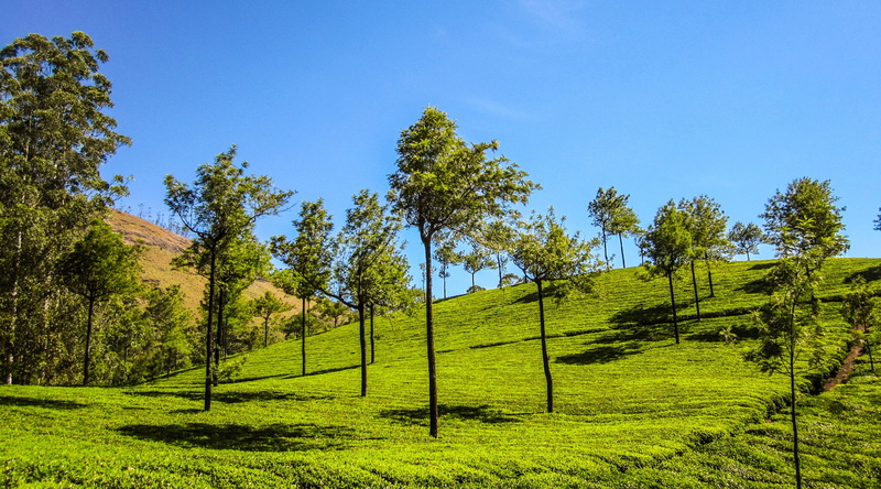 tranquility, landscape, munnar hills, green color, outdoors, tranquil scene, coniferous tree, growth, no people, idyllic, nature, land, day, scenics - nature