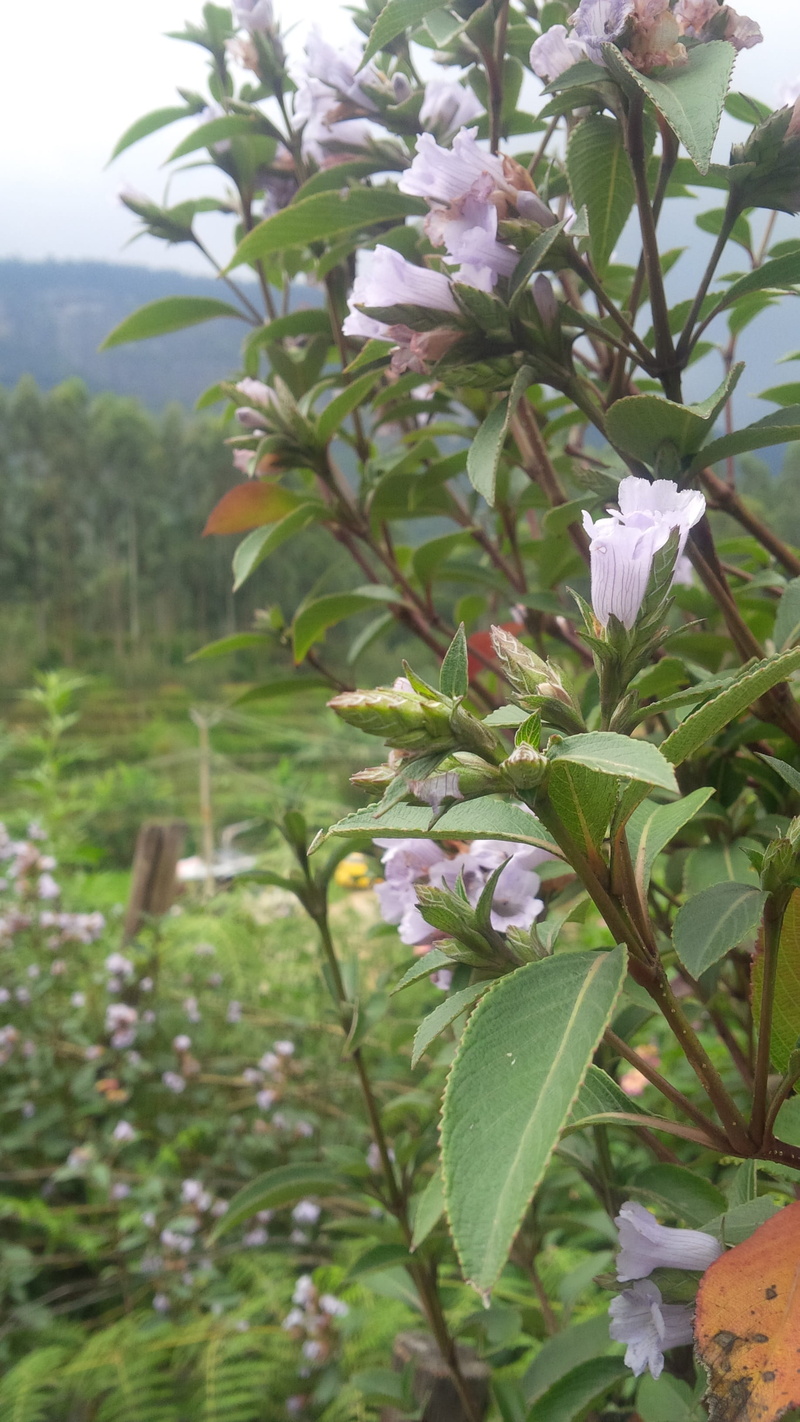 garden, kerala, vulnerability, nature, leaf, inflorescence, bloom, growth, white color, beauty in nature, flowering plant, green color, flora, purple, flower