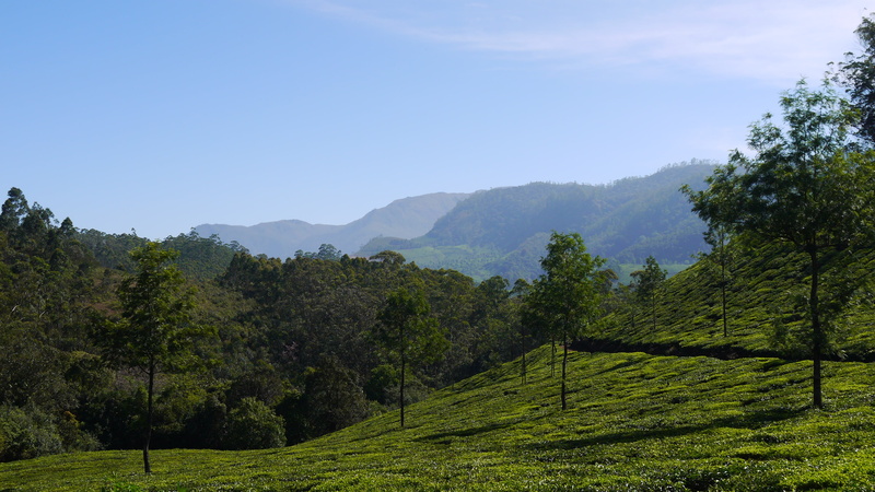 tranquil scene, asia, day, scenics - nature, land, growth, plantation, munnar, hill, no people, green color, mountain range, nature, mountain, rural scene