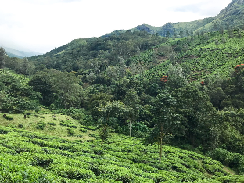 hills, landscape, mobile photography, land, green color, lush foliage, jungle, tea, rainforest, kerela, tea crop, non-urban scene, environment, mountain