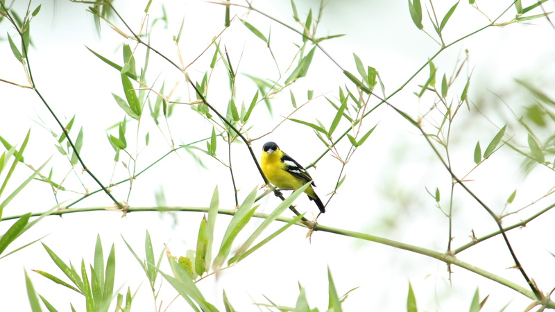 vertebrate, wildlife, leaf, india, branch, bird, kerala, animal themes, plant, beak, munnar, iora, common, male, green, yellow, plumage, color, indian