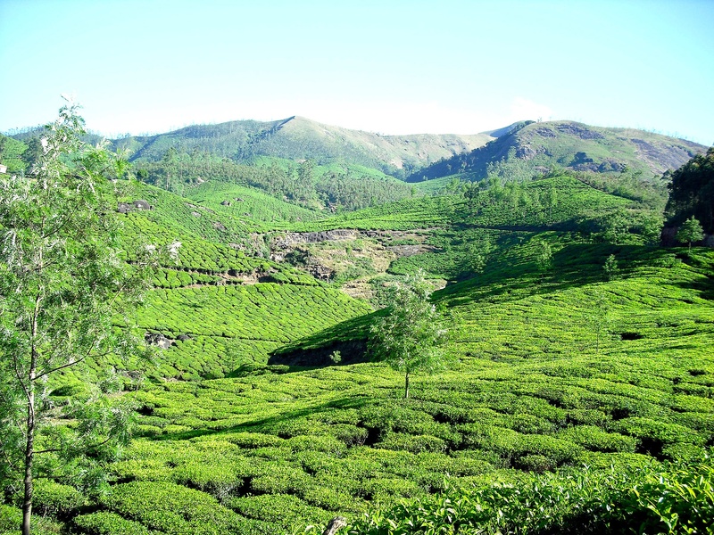 sky, non-urban scene, environment, tranquility, landscape, foliage, day, india, plantation, tea garden, lush foliage, garden, tranquil scene, mountain