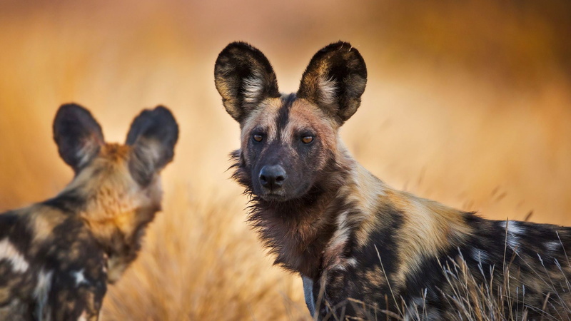 Wild Dog, 1080P, Dog, Wildlife, Africa, African wild dog, Animal