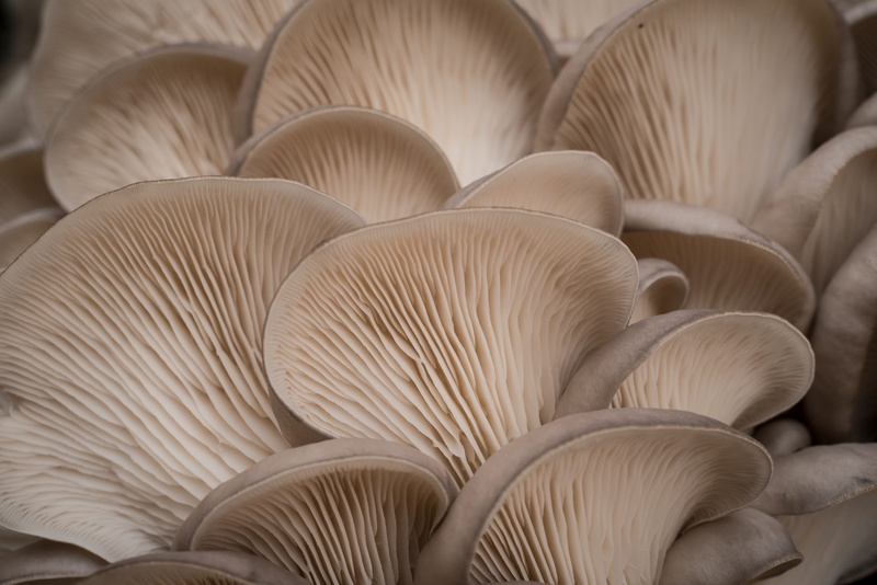 freshness, abalone, oyster, still life, backgrounds, textured, cultivated, cuisine, table, indoors, 2K, cooking, white, white color, pleurotus, seasoning