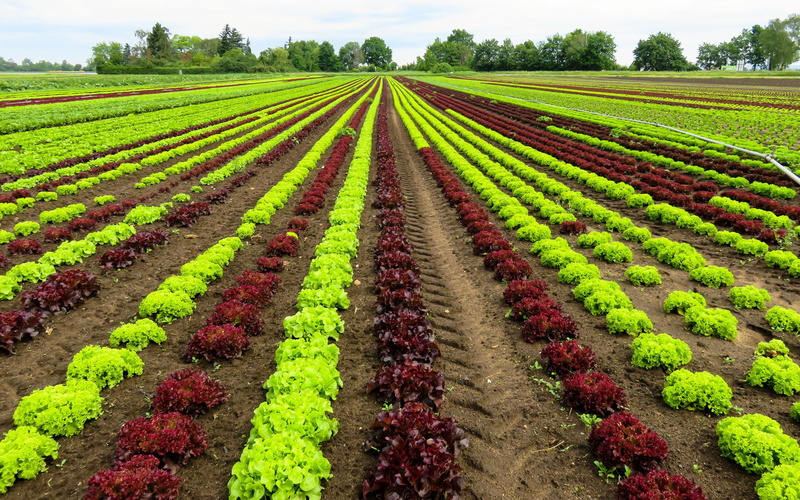 4K, download 3840x2400 field, field, lettuce backgrounds, cultivation, Vegetables