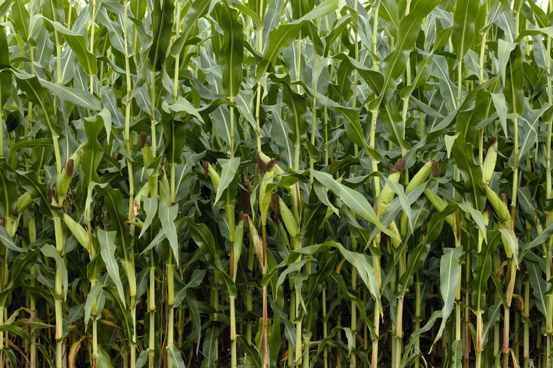 summer, background, Cornfield, corn - Crop, grain, backgrounds, day, corn on the cob, Corn, land, crop, agriculture, Nature, beauty in nature, 5K, farm