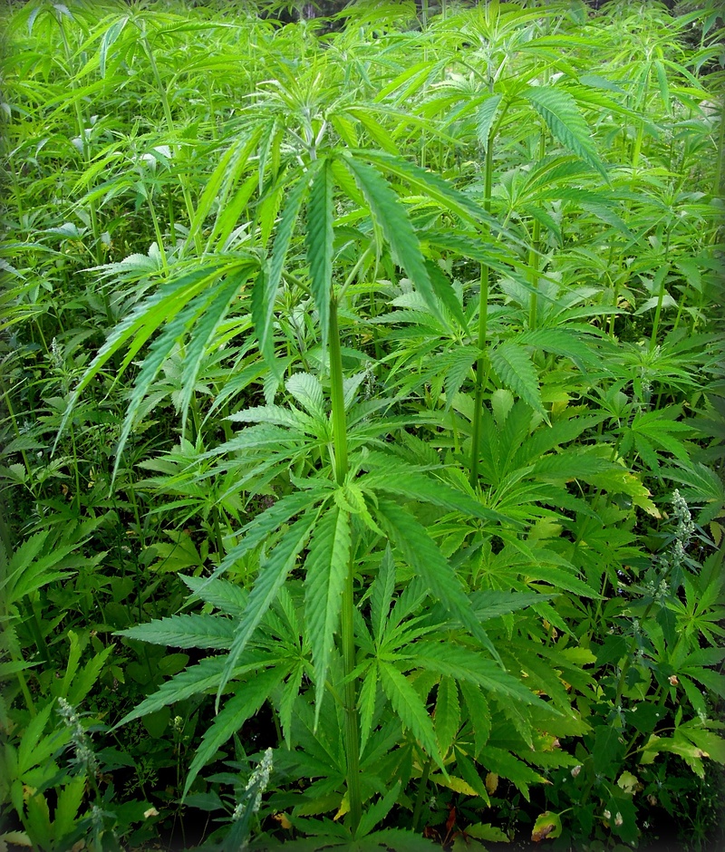 aids, 1080P, to grow, tool, close-up, flora, plant part, treatment, leaves, nature, green, the dependence of, stem, no people, view, antiemetic, hashish