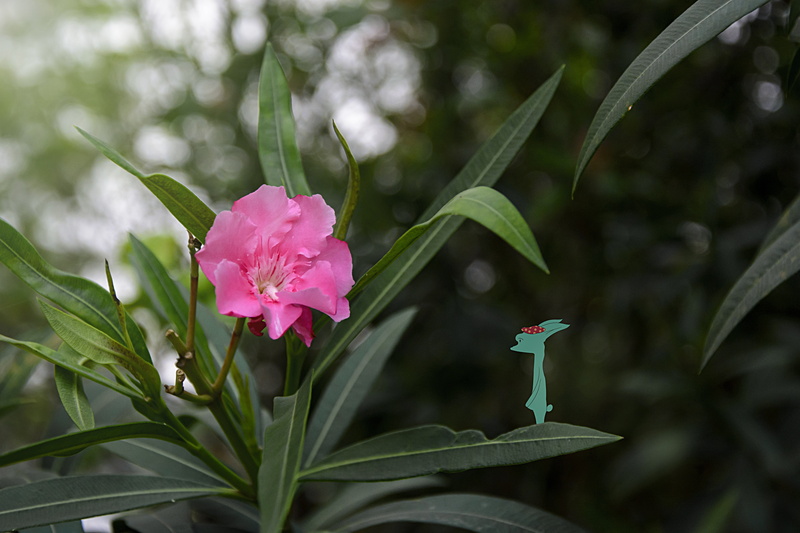 oleander, petal, pink color, nature, rose - flower, flower, beauty in nature, rose, cartoon, leaf, green, close-up, hiv, plant part, cute, green color