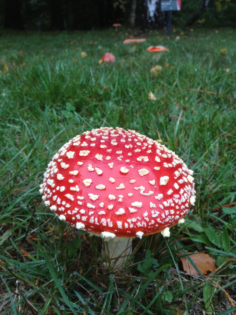 spotted, outdoors, focus on foreground, grass, plant, Xie, red riding hood, Bi, field, Mushrooms, hiv, vegetable, mushroom, close-up, land, no people, bi-mushrooms