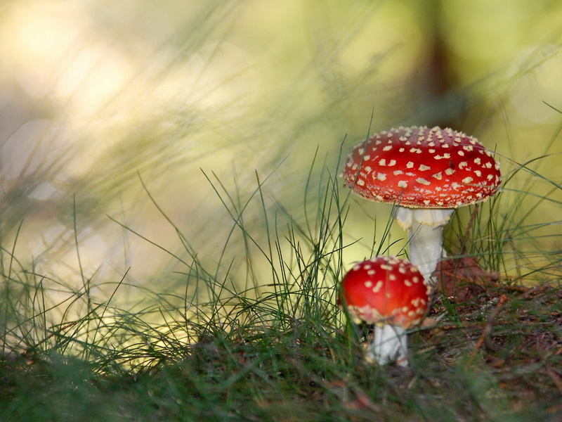 two, green Color, plant, grass, nature, cap, season, temptation, outdoors, spotted, field, growth, mushroom, selective focus, land, close-up, fly agarics