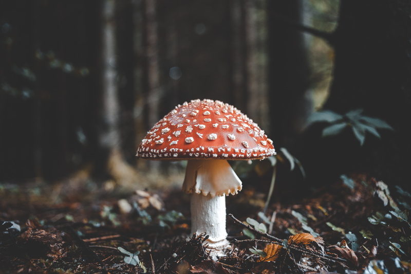 focus on foreground, edible mushroom, toadstool, moss, orange Agaric, foliage, micro Organism, land, growth, forest, green Color, field, stem, red, backgrounds