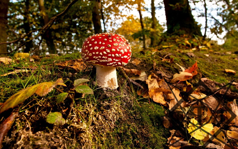 leaf, white, fly Agaric Mushroom, moss, amanita Parcivolvata, nature, beauty In Nature, no people, food, brown, red, plant part, uncultivated, green Color