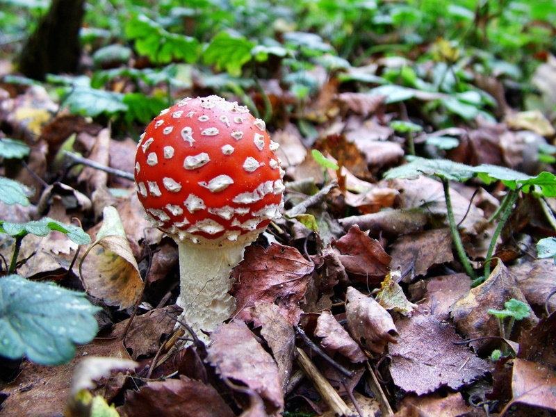 leaf, nature, plant part, mushroom, fly, woodland, stem, agaric, season, forest, land, outdoors, fungus, no people, moss, amanita Parcivolvata, micro Organism