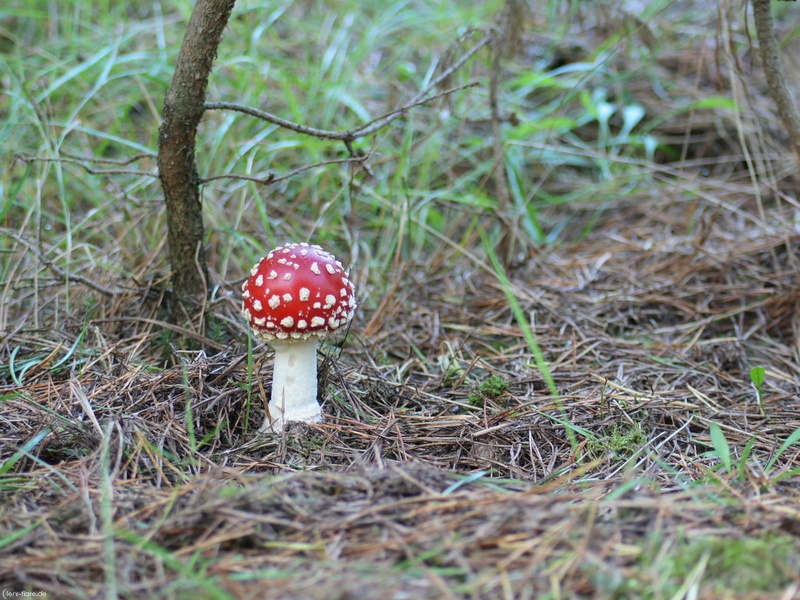 brown, food and drink, grass, land, prickles, season, poisonous, toadstool, orange Agaric, fungus, leaf, autumn, vegetable, red, close-up, selective focus