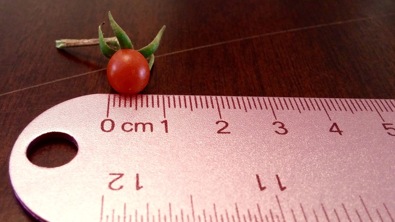 red, healthy eating, tomato, millimeters, indoors, fruit, garden, small, inches, wellbeing, dieting, table, nature, instrument of measurement, number, vegetable