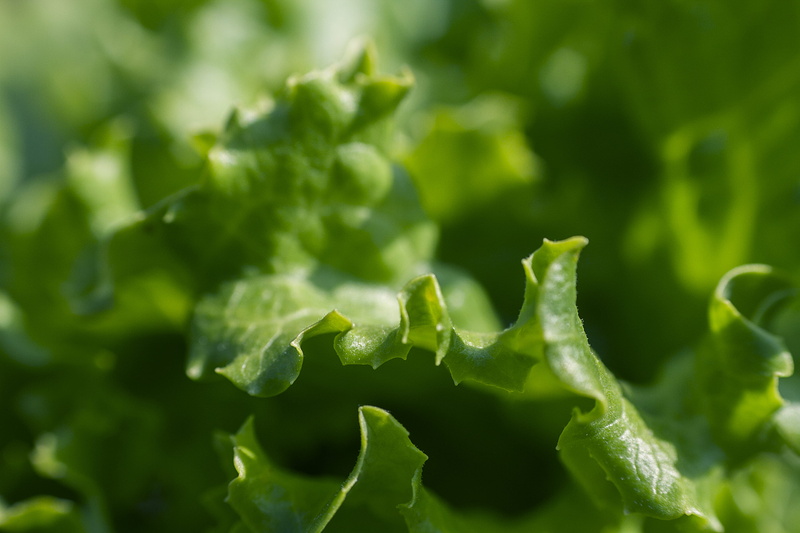 healthy Eating, leaf, green leaf, beauty in nature, selective focus, macro, backgrounds, vegetable, extreme close-up, nature, green Color, growth, no People