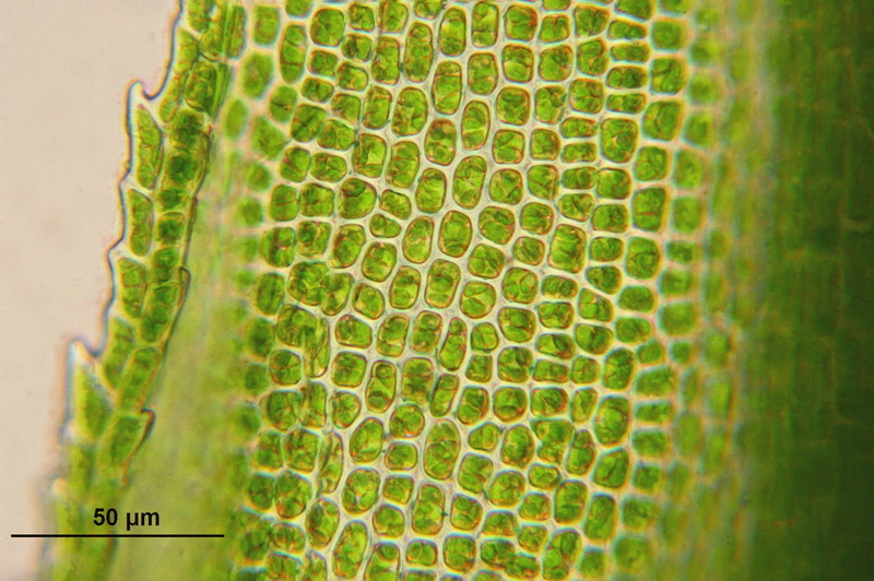 green, healthy eating, photo, bacteria, flora, cells, biology, microscopic, textured, growth, leaf, day, pattern, science, nature, plant, food and drink