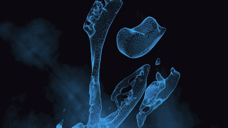 underwater, sea, blue, no people, animal themes, swimming, black background, sea life, bone, nature, microscopic, undersea, animals in the wild, marine