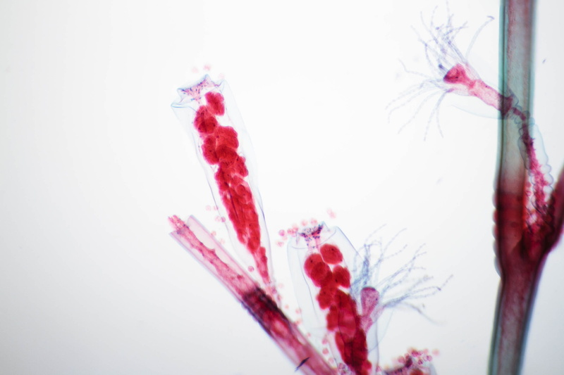 microscope, cavity, gastrovascular, obelia, spooky, 2K, asexually, red, hydrozoa, close-up, fixed, blood, zoology, water, slide, plant, hydroid, freshwater